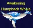 Humpback Whale